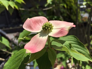 決意の花