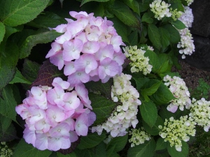 Kビジョン花壇のアジサイ