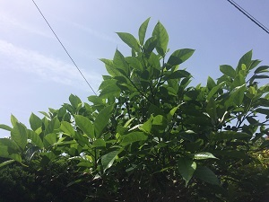 日差しが…