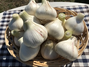 若葉マークの制作部員です。