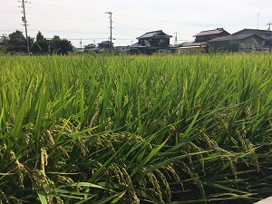 実りの秋です。