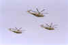 oz_mh53e.jpg (20072 oCg)